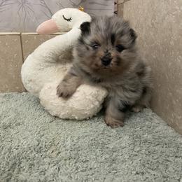 Lily - Blue merle female Pomeranian puppy in Kelso, Washington from Highlander Pomeranians
