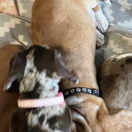 Dachshund Puppies from Witchy Woman’s Wiener’s