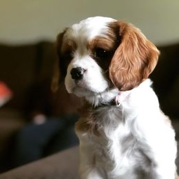 Cavapoo Puppies from Cedar Sprout Puppies