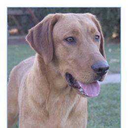 Emma - Labrador Retriever