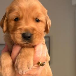Sparky - Dark golden male Golden Retriever puppy in Chico, California from Glenmac Goldens