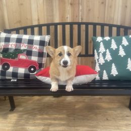 Snap - Fawn and white male American Corgi puppy in Hueytown, Alabama from AAA Corgis