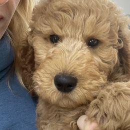 Kilo - Apricot Goldendoodle puppy in Chelan, Washington from North Cascades Doodles