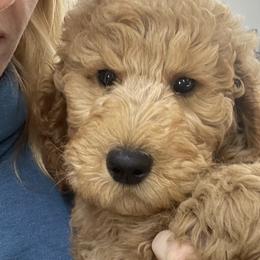 Kilo - Apricot Goldendoodle puppy in Chelan, Washington from North Cascades Doodles