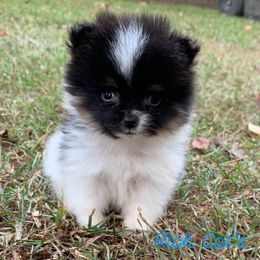 Catahoula Leopard Dog, Cocker Spaniel, Pomeranian, and Teddy Roosevelt Terrier Puppies from Rich Cat’s