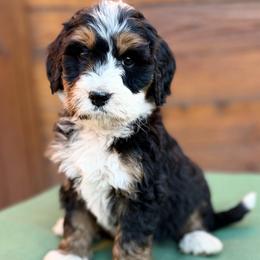 Green collar boy - Tri-color male Bernedoodle puppy in Colorado Springs, Colorado from Mercy Mountain Bernedoodles