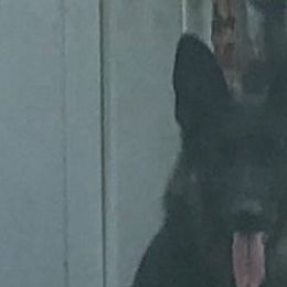 Jazz or Jazzy - German Shepherd