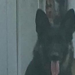 Jazz or Jazzy - German Shepherd