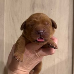 Dustin - Dark golden male Golden Retriever puppy in Henagar, Alabama from Shupe’s Sweet Southern Goldens
