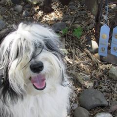 Polish Lowland Sheepdogs from That'll Do PONs