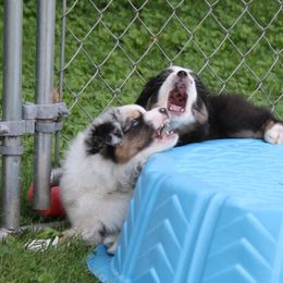Australian Shepherd Puppies from Fandango Australian Shepherds