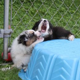 Australian Shepherd Puppies from Fandango Australian Shepherds