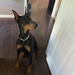 Beagle and Doberman Pinscher Puppies from Desert Mountain Canines