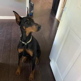 Beagle and Doberman Pinscher Puppies from Desert Mountain Canines