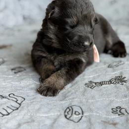 Gallant-Light Pink - Black and tan female German Shepherd puppy in Medical Lake, Washington from Nine Realms German Shepherds