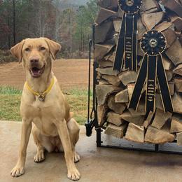 Yeti - Labrador Retriever