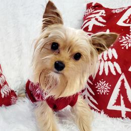 Pawsey - Yorkshire Terrier