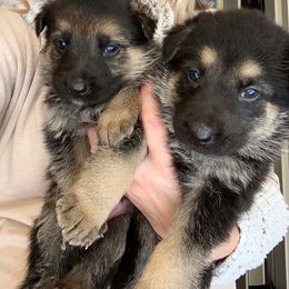 German Shepherd Puppies from Scenic Creek German Shepherds