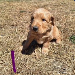 Lilo (female pick 2) - Dark golden female Golden Retriever puppy in Tenino, Washington from Oak River Goldens'