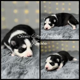 Kenickie - Black and white male Pomsky puppy in Rossville, Georgia from Scenic City Pomskies