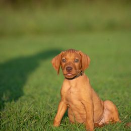 German Shorthaired Pointer and Vizsla Puppies from Nosam Kennels