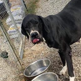 Vera - Great Dane