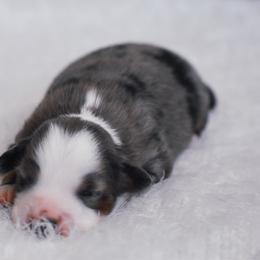 Buoy - Blue merle male Miniature American Shepherd puppy in Chocowinity, North Carolina from Foxtail Hollow