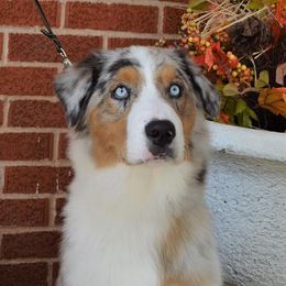 Australian Shepherds from Two or More Kennels