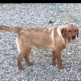 Rhonda - Labrador Retriever