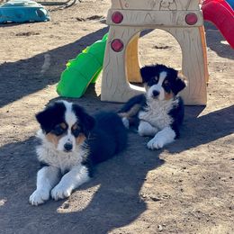 Port - Black tri-color Australian Shepherd puppy in Washington from White House Australian Shepherds