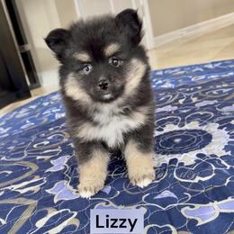 Lizzy - Black and white female Pomsky puppy in Long Grove, Illinois from Windy City Pomsky
