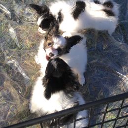 Papillon Puppies from Azure Papillons