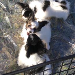 Papillon Puppies from Azure Papillons
