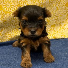 Winston SMALL - Black and tan male Yorkshire Terrier puppy in Monticello, Iowa from Ashley’s Puppies