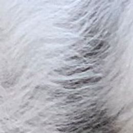 Shetland Sheepdogs from Shetland Sheepdogs