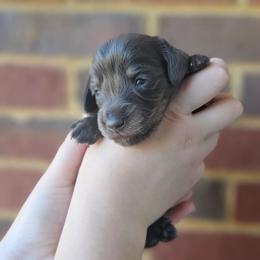 Princess Leia- AKC - Blue and tan female Dachshund puppy in Loganville, Georgia from Royal Dackel Haus