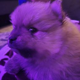 Pomeranians from The Little Apron Inc.