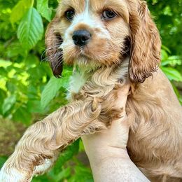Cocker Spaniel Puppies from Mable meadows Cockers