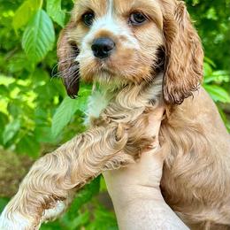 Cocker Spaniel Puppies from Mable meadows Cockers