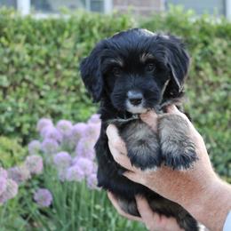 Scout - Phantom female Bernedoodle puppy in Eagle Mountain, Utah from Fur Real Puppies.