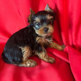 BB purple girl - Blue and gold female Yorkshire Terrier puppy in Alburnett, Iowa from Hobbs Shire Yorkies