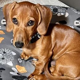 Dachshunds from Chauncey's Creekside Dachshunds