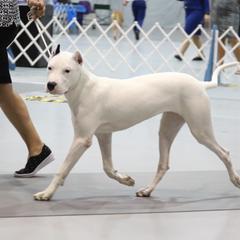 Dogo Argentino Puppies from Bestiarius Kennels