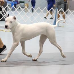 Dogo Argentino Puppies from Bestiarius Kennels