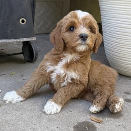 Diamond - Red  female Goldendoodle puppy in Clinton, Utah from Golden Law Kennels