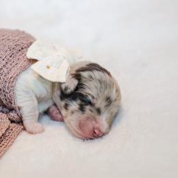 England - Merle female Labradoodle puppy in Kingston, Georgia from CC Familydoodles