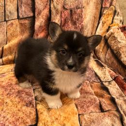 Boy 2 - Black and tan male Pembroke Welsh Corgi puppy in Visalia, California from VIP Stables