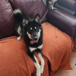 Zara - Black and white female Alaskan Malamute puppy in Independence, Virginia from New River Valley Malamutes
