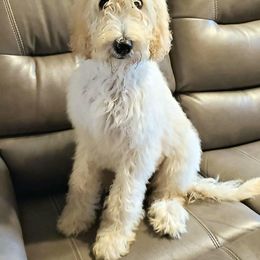Charlie - Goldendoodle
