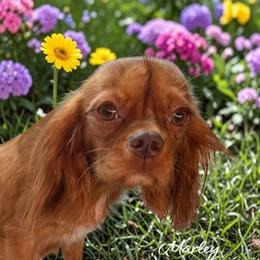 Marley - Cavalier King Charles Spaniel